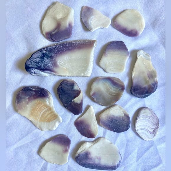 LARGE quahog shells - Picture 4 of 6